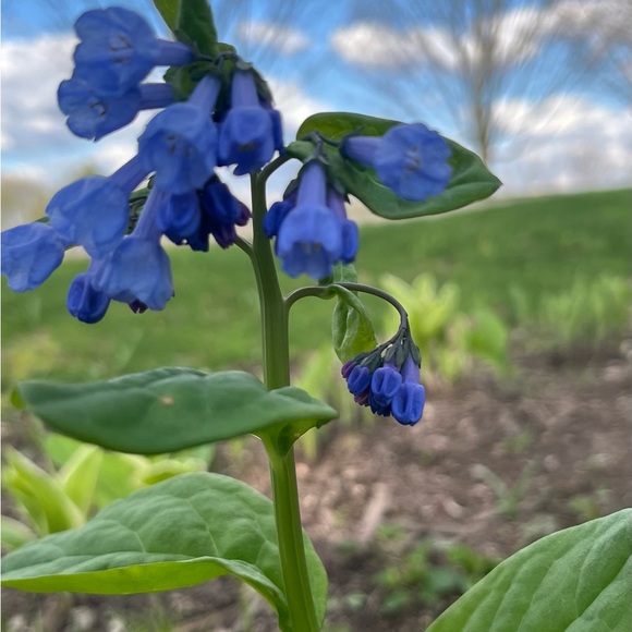 Unlisted live sales/no returns or exchanges - Picture 2 of 4